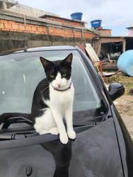 Lost Male Cat last seen Servidão Manoel pacífico da Silva , Ingleses do Rio Vermelho, SC 88058-072