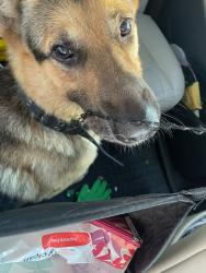 Found/Stray Male Dog last seen W 18th, Houston, TX 77018