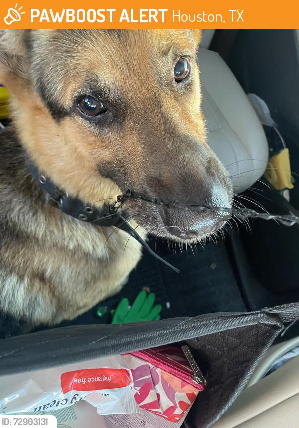 Found/Stray Male Dog last seen W 18th, Houston, TX 77018