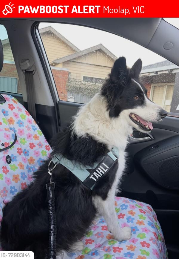 Lost Female Dog last seen Whitehorse rd, and Bellarine hwy, Moolap, VIC 3224