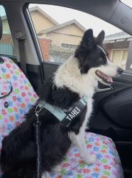 Lost Female Dog last seen Whitehorse rd, and Bellarine hwy, Moolap, VIC 3224