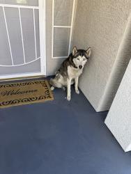 Found/Stray Unknown Dog last seen Osage winter street , Henderson, NV 89052