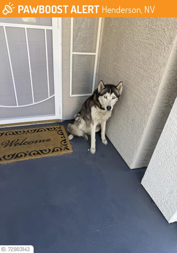 Found/Stray Unknown Dog last seen Osage winter street , Henderson, NV 89052