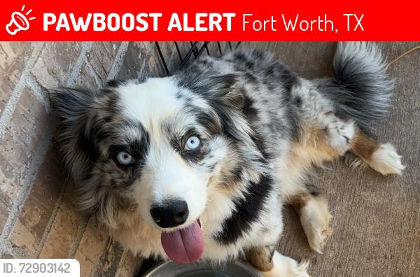 Lost Male Dog last seen neighborhood, Fort Worth, TX 76123