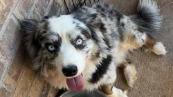 Lost Male Dog last seen neighborhood, Fort Worth, TX 76123