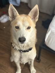 Lost Male Dog last seen Western and Slauson, Los Angeles, CA 90062