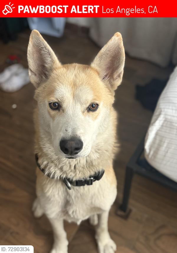 Lost Male Dog last seen Western and Slauson, Los Angeles, CA 90062