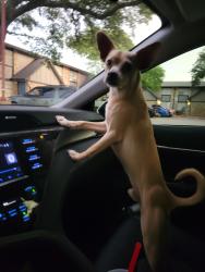 Found/Stray Male Dog last seen Near N Jim Miller Rd, Dallas, TX 75217, Dallas, TX 75217