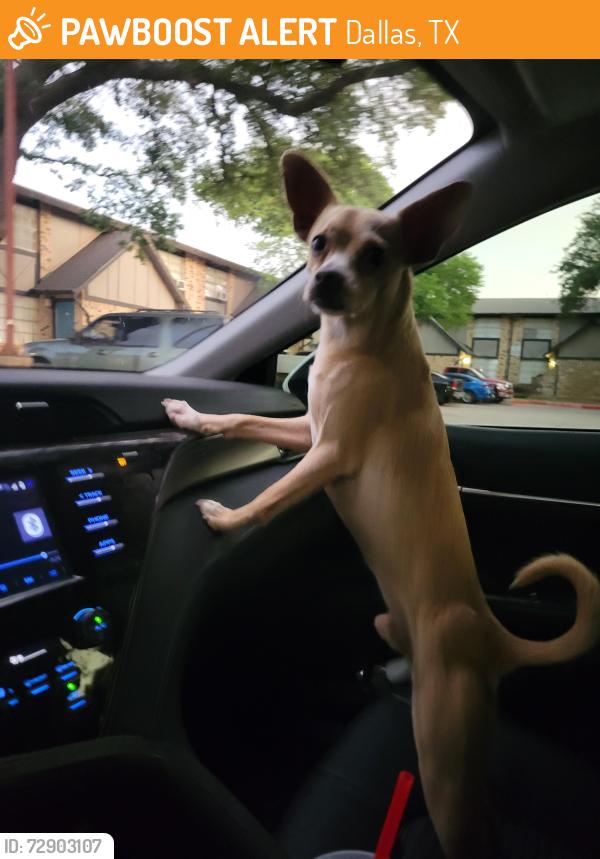 Found/Stray Male Dog last seen Near N Jim Miller Rd, Dallas, TX 75217, Dallas, TX 75217