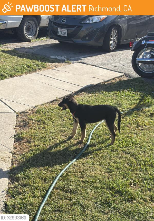 Found/Stray Unknown Dog last seen Curry st, Richmond, CA 94801