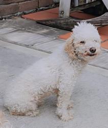 Lost Female Dog last seen ROCKY CREST , Katy, TX 77449