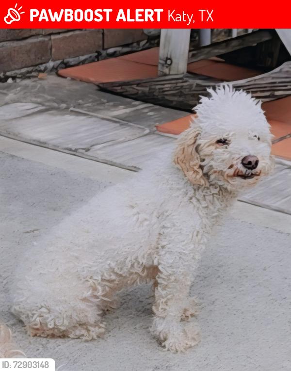 Lost Female Dog last seen ROCKY CREST , Katy, TX 77449