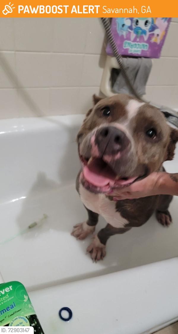 Found/Stray Unknown Dog last seen Rose Dhu and Coffee Bluff rd, Savannah, GA 31419