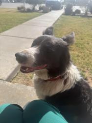 Found/Stray Unknown Dog last seen Windmill Nursing Home, Lubbock, TX 79403