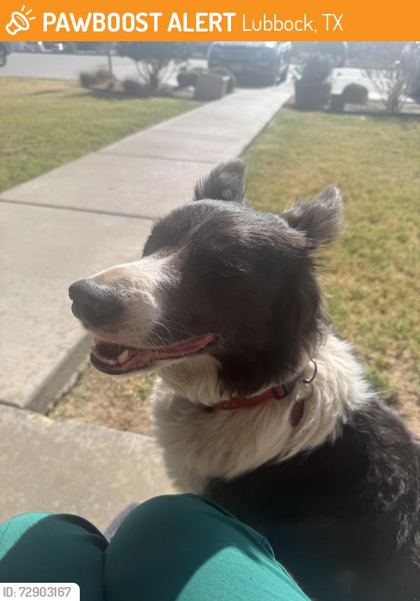 Found/Stray Unknown Dog last seen Windmill Nursing Home, Lubbock, TX 79403