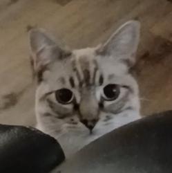 Reunited Male Cat last seen Rosemead , Rosemead, CA 91770