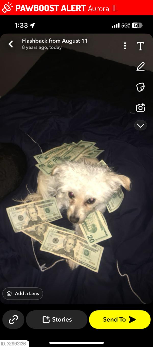 Lost Female Dog last seen Montgomery Street , , Aurora, IL 60504
