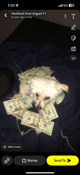 Lost Female Dog last seen Montgomery Street , , Aurora, IL 60504