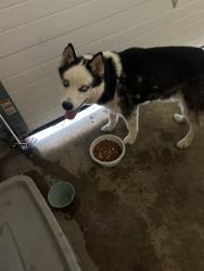 Found/Stray Unknown Dog last seen Marion Ave, Perry twp, Massillon, OH 44646