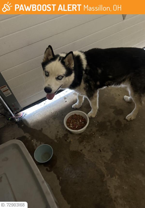 Found/Stray Unknown Dog last seen Marion Ave, Perry twp, Massillon, OH 44646