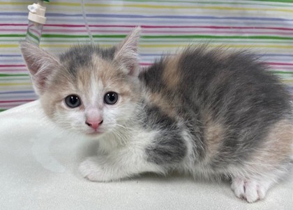 Shelter Stray Female Cat last seen Bancroft and Langrage, 43608, OH, Maumee, OH 43537