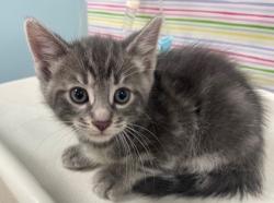 Shelter Stray Male Cat last seen Bancroft and Langrage, 43608, OH, Maumee, OH 43537