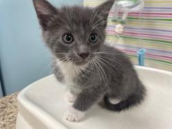 Shelter Stray Male Cat last seen Bancroft and Langrage, 43608, OH, Maumee, OH 43537