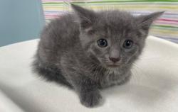 Shelter Stray Male Cat last seen Bancroft and Langrage, 43608, OH, Maumee, OH 43537