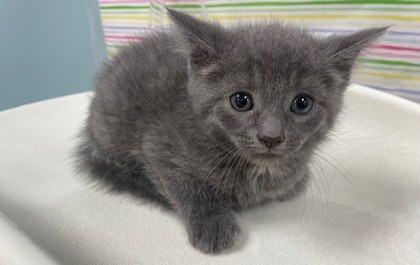 Shelter Stray Male Cat last seen Bancroft and Langrage, 43608, OH, Maumee, OH 43537