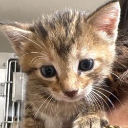 Shelter Stray Female Cat last seen College Station, TX , Bryan, TX 77807