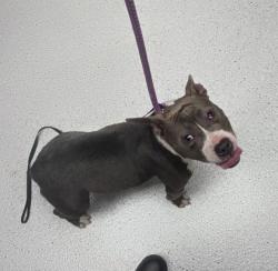 Shelter Stray Female Dog last seen , , CA, 1101 29th Ave, Oakland, CA 94601, USA