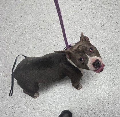 Shelter Stray Female Dog last seen , , CA, 1101 29th Ave, Oakland, CA 94601, USA