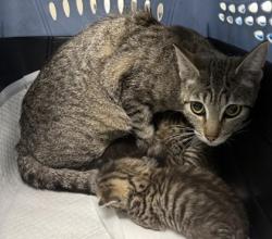 Shelter Stray Female Cat last seen Oakland, CA 94606, Oakland, CA 94601