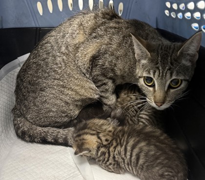 Shelter Stray Female Cat last seen Oakland, CA 94606, Oakland, CA 94601