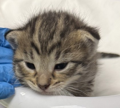 Shelter Stray Male Cat last seen Oakland, CA 94606, Oakland, CA 94601