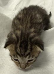 Shelter Stray Male Cat last seen Oakland, CA 94606, Oakland, CA 94601