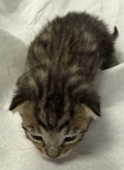 Shelter Stray Male Cat last seen Oakland, CA 94606, Oakland, CA 94601