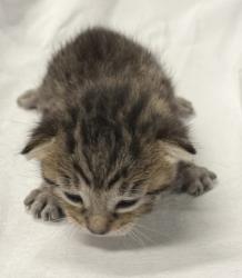 Shelter Stray Male Cat last seen Oakland, CA 94606, Oakland, CA 94601
