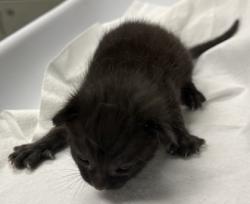 Shelter Stray Female Cat last seen Oakland, CA 94606, Oakland, CA 94601