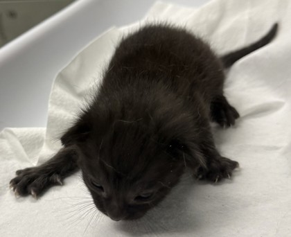 Shelter Stray Female Cat last seen Oakland, CA 94606, Oakland, CA 94601