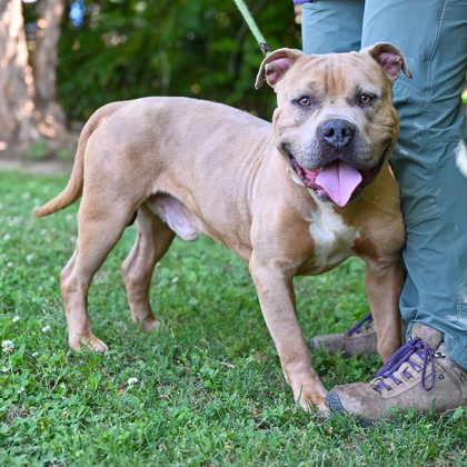 Shelter Stray Male Dog last seen Near REDAN ROAD, 30088, GA, Atlanta, GA 30341