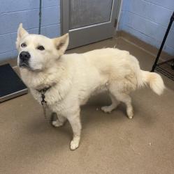 Shelter Stray Male Dog last seen Near Waldrop Cliff Ln, 30034, GA, Atlanta, GA 30341