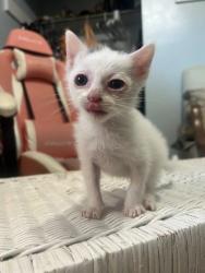 Shelter Stray Male Cat last seen Craven County, NC 28560, New Bern, NC 28562