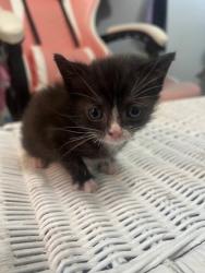 Shelter Stray Female Cat last seen Craven County, NC 28560, New Bern, NC 28562
