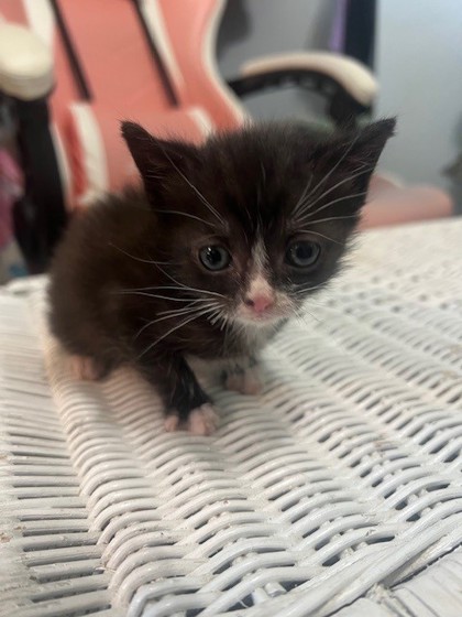 Shelter Stray Female Cat last seen Craven County, NC 28560, New Bern, NC 28562