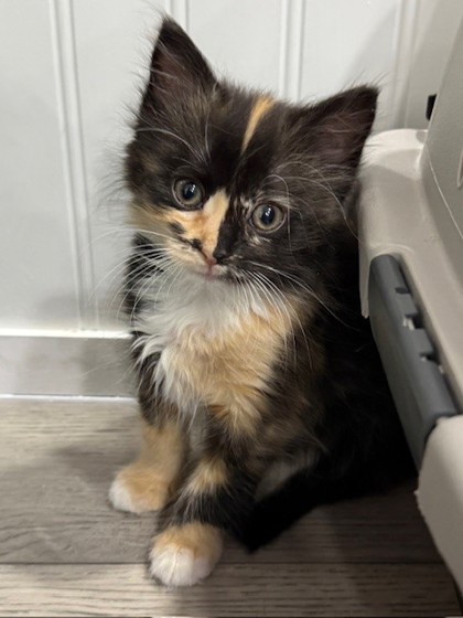Shelter Stray Female Cat last seen Craven County, NC 28532, New Bern, NC 28562