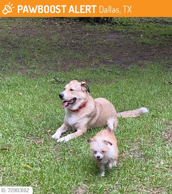 Found/Stray Unknown Dog last seen Buckner & Stonehurst, Pleasant Grove, Dallas, TX 75217