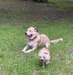 Found/Stray Unknown Dog last seen Buckner & Stonehurst, Pleasant Grove, Dallas, TX 75217