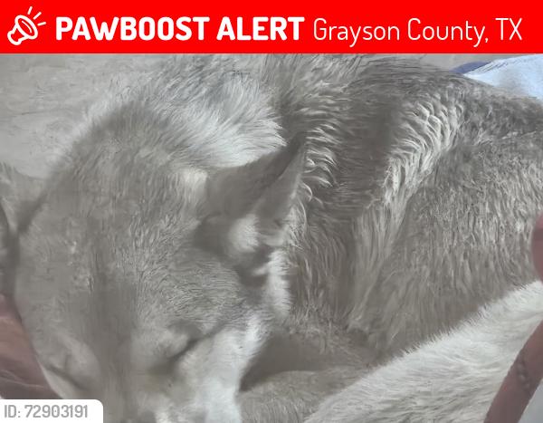 Lost Male Dog last seen Fm120 and Anderson Rd, Grayson County, TX 75076