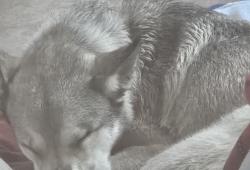 Lost Male Dog last seen Fm120 and Anderson Rd, Grayson County, TX 75076